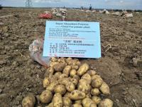 农业保水剂在马铃薯种植上的应用